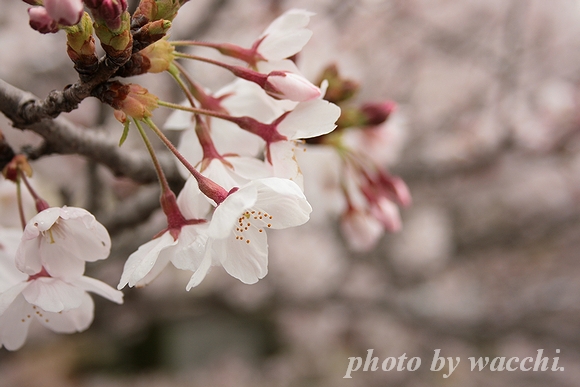 桜～大野川沿い～