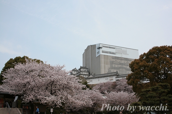 桜～姫路城三の丸・本丸～