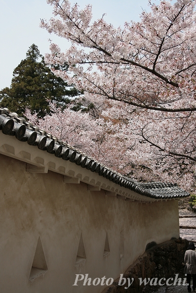 桜～姫路城三の丸・本丸～