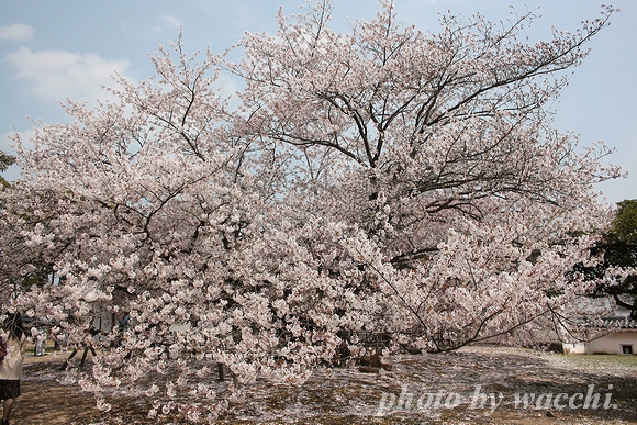 桜～姫路城西の丸～