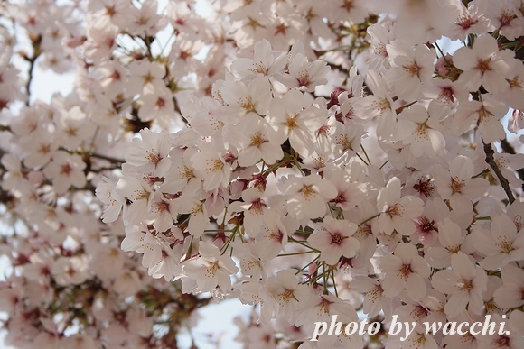 桜～姫路城三の丸～
