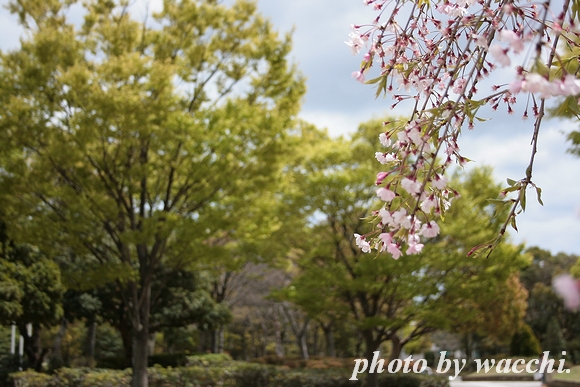 桜～シロトピア記念公園～