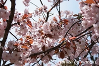 桜～姫路城中の門跡付近～