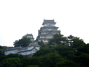 朝日を浴びる白詰め草・・・