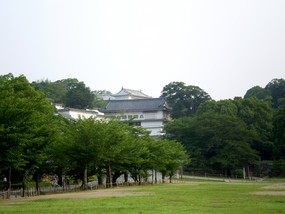 朝日を浴びる白詰め草・・・