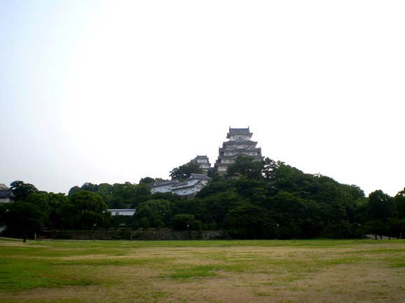 朝日を浴びる白詰め草・・・