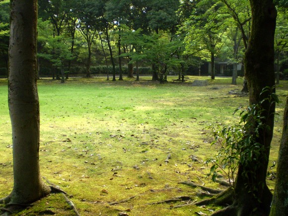 朝日を浴びる白詰め草・・・