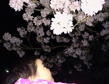 さくら　夜桜～♪