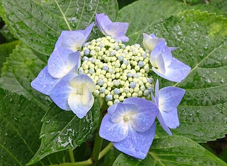 雨が似合う～紫陽花