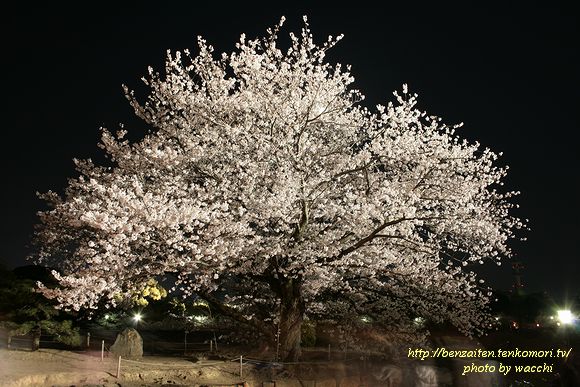 姫路城西の丸庭園～花あかり夜桜会写真集～