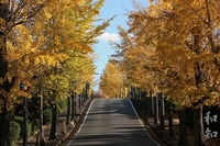 名古山の金色に輝く銀杏並木と紅葉