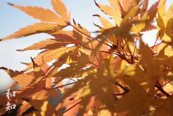 名古山の金色に輝く銀杏並木と紅葉