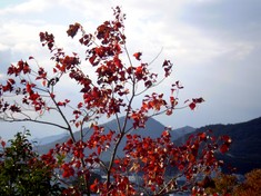 名古山の紅葉（2007年）