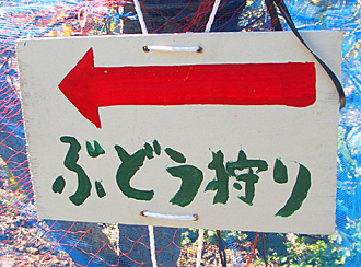ぶどう狩り！caucau１０月の親睦会岡山県くぼ観光農園