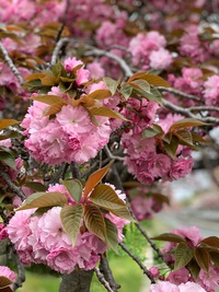 八重桜が満開