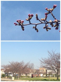 桜　3/28、29