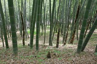 エネルギーと瞬発力