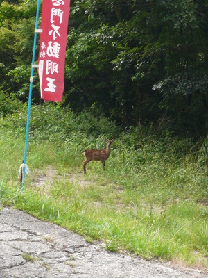 恵門之不動