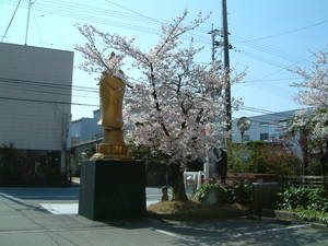 日本の心　桜