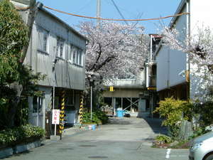 日本の心　桜