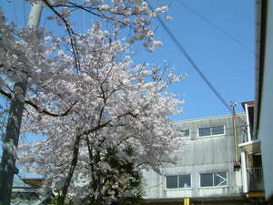 日本の心　桜