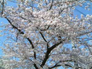 日本の心　桜