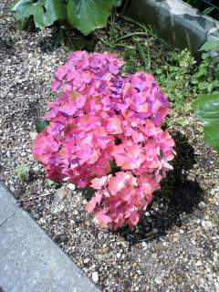 これも　紫陽花