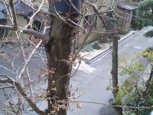 桜咲く