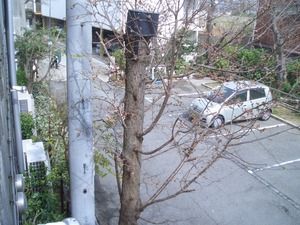 桜咲く