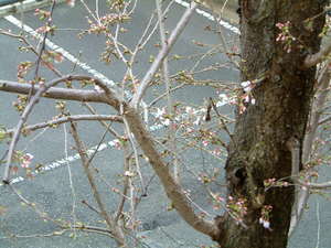 開花宣言