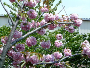 桜・・・・・・・まだ咲いてる