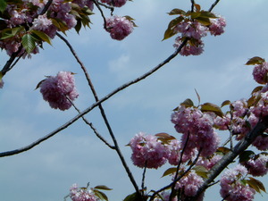 桜・・・・・・・まだ咲いてる