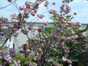 桜・・・・・・・まだ咲いてる