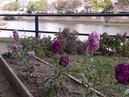 京橋川岸のお花の話