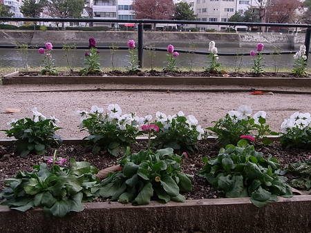京橋川岸のお花の話