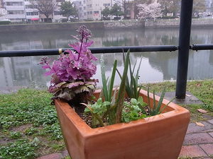 2017年春の京橋水辺の桜たち