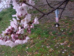 2017年春の京橋水辺の桜たち