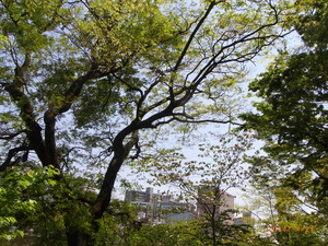 京橋周辺の春