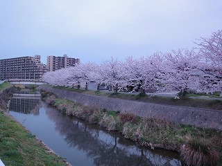 「桜」特集　誕生日
