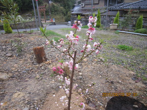 桜は咲いたが花見もできない春