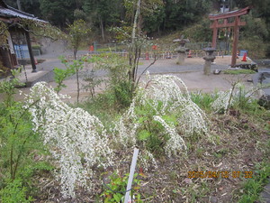 桜は咲いたが花見もできない春