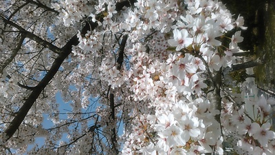 西高の桜