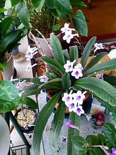 大好きな花たち