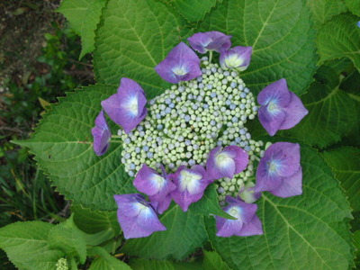 額紫陽花