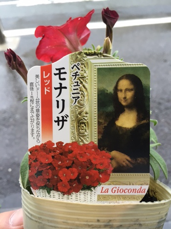 ペチュニア　モナリザ　ジオコンダ