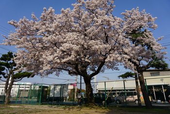 姫路 桜スポット 日本スピッツ ウエストハイランドホワイトテリア
