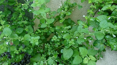 7月のお茶のレモンバームの効能