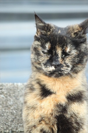 おみやげ　にゃかったにゃ