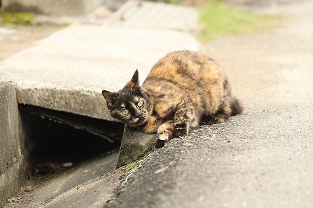 ねりゃってりゅ？　