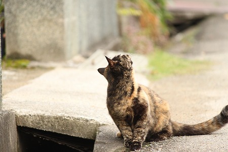 ねりゃってりゅ？　